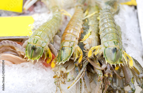 fresh mantis shrimp or oratosquilla photo