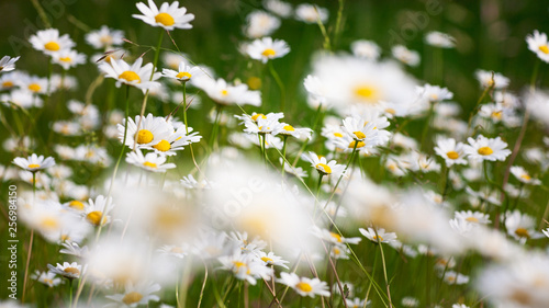 Summer flower bed with daisy flowers and grass