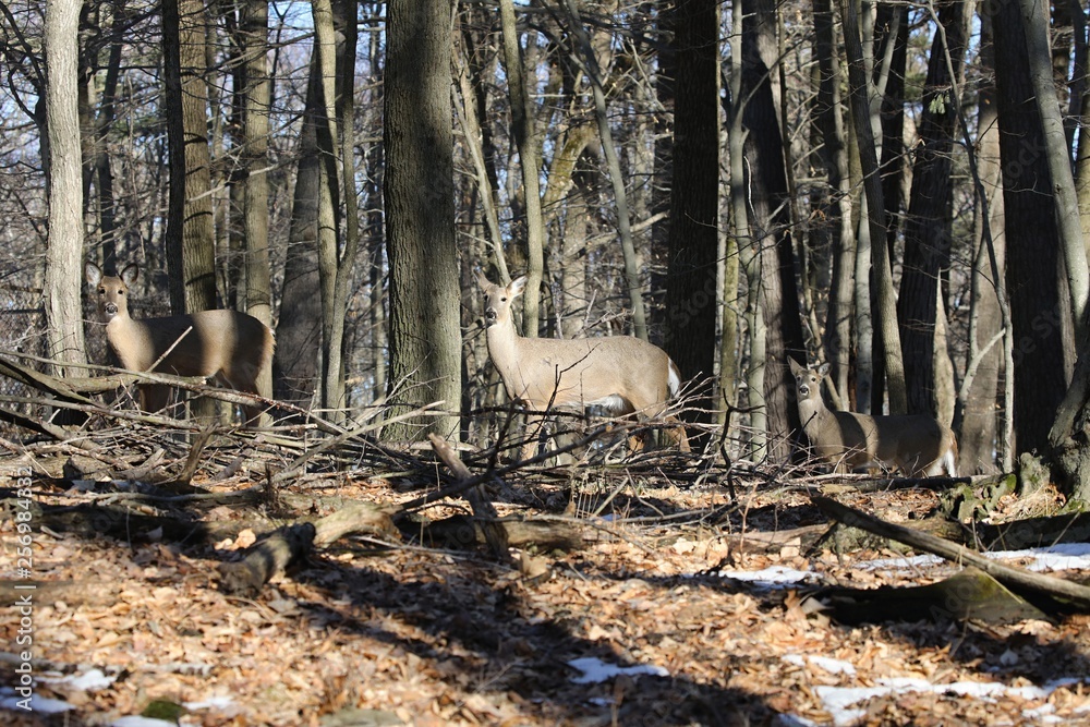 White-tailed deer (Odocoileus virginianus) also knows as Virginia deer - Hind in winter forest.Wild nature scene from Wisconsin White-tailed deer (Odocoileus virginianus) also knows as Virginia deer - Hind in winter forest.Wild nature scene from Wisconsin