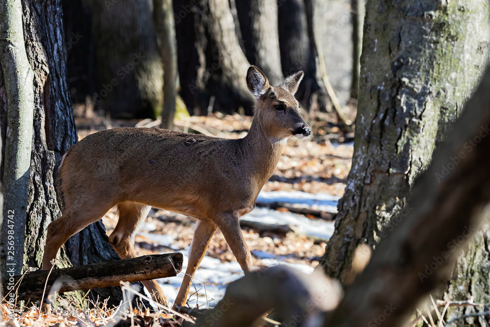 White-tailed deer (Odocoileus virginianus) also knows as Virginia deer - Hind in winter forest.Wild nature scene from Wisconsin White-tailed deer (Odocoileus virginianus) also knows as Virginia deer - Hind in winter forest.Wild nature scene from Wisconsin