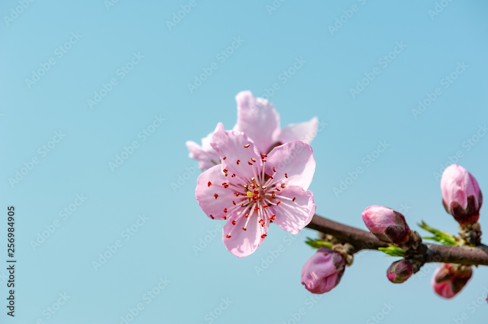 Peach blossom tree flowers against blue sky in LongQuanYi mountains, Chengdu, China