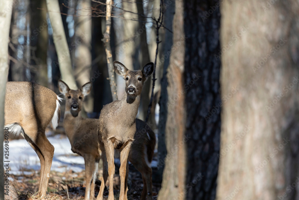 White-tailed Deer, natural scene , hint in the winter forest White-tailed Deer, natural scene , hint in the winter forest