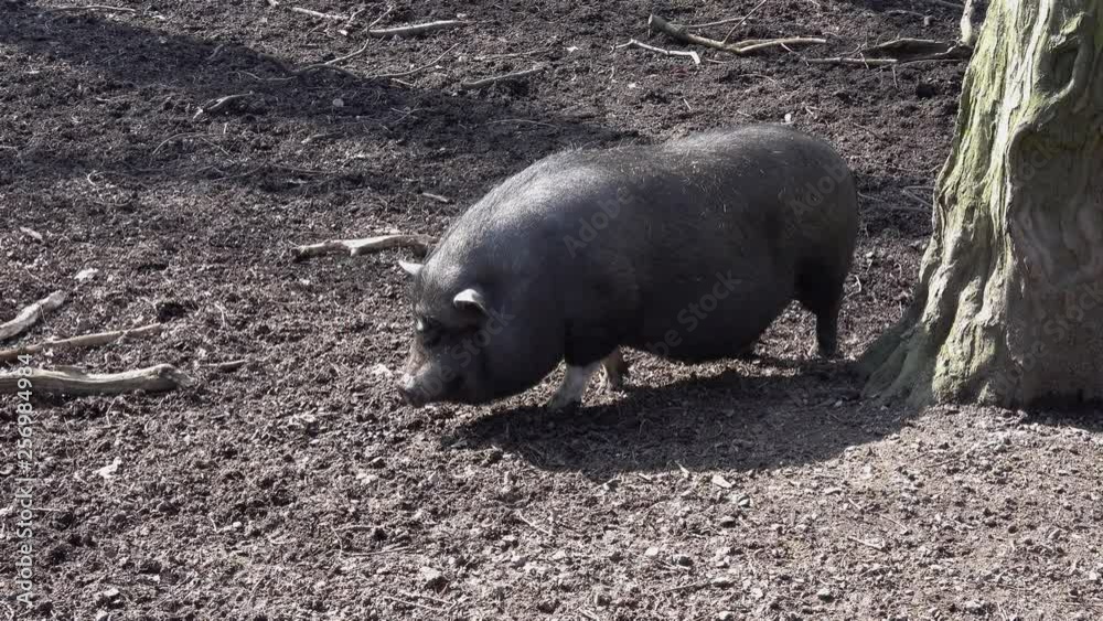 Black pot-bellied pig walks the forest floor in search of food, scientific name Sus scrofa domesticus Black pot-bellied pig walks the forest floor in search of food, scientific name Sus scrofa domesticus