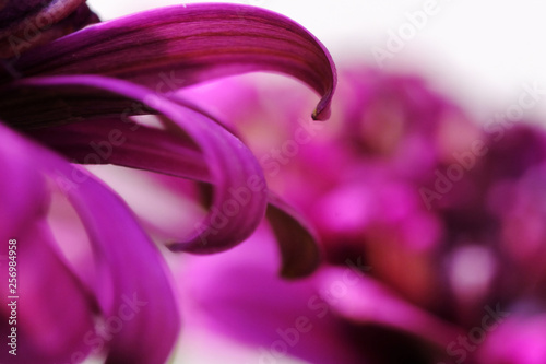 double osteospermum flower closeup