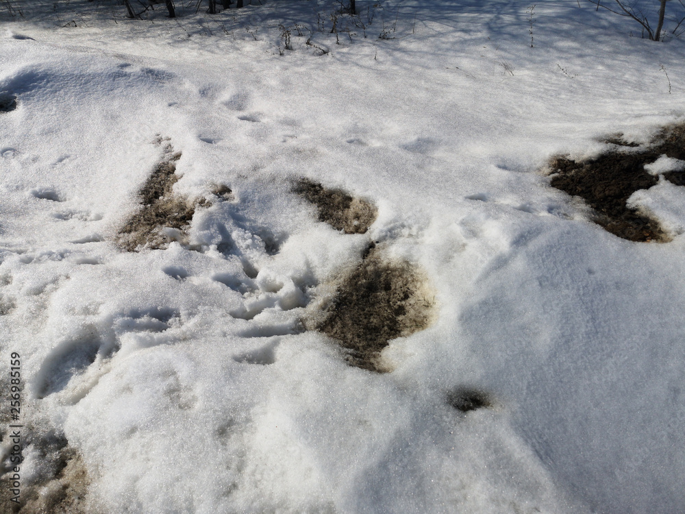 Woodland and forest ground covered with layer of snow. close up. Part of winter snow in field. White background and texture. Thawed patch, melting snow. Woodland and forest ground covered with layer of snow. close up. Part of winter snow in field. White background and texture. Thawed patch, melting snow.