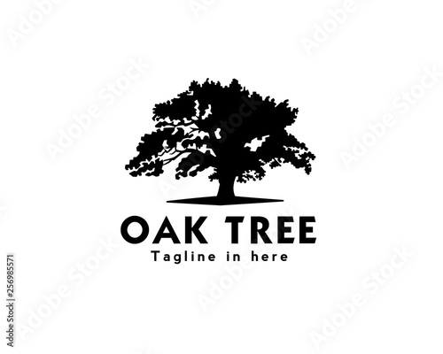 Obraz na plátně oak tree logo design inspiration