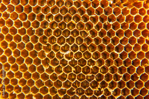close up of Honeycomb bee home
