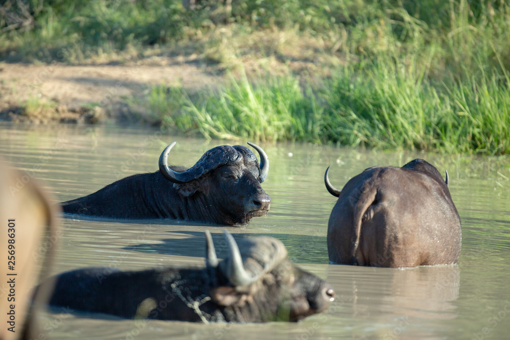 Obraz premium Buffalo bull wallowing in the waterhole.