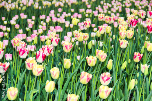 Nature concept-beautiful spring landscape with colorful tulips flowers.Tulips background. Beautiful flowers in the garden. Beautiful tulips flower for postcard beauty and agriculture concept design.