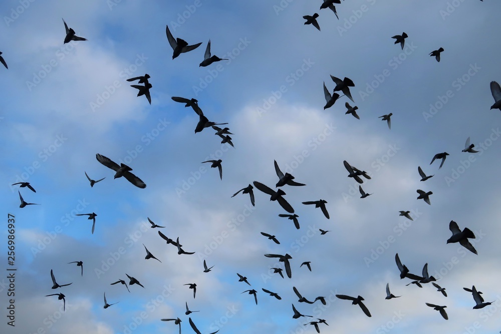 Nuée d'oiseaux en vol, sur fond de ciel bleu et de nuages Nuée d'oiseaux en vol, sur fond de ciel bleu et de nuages