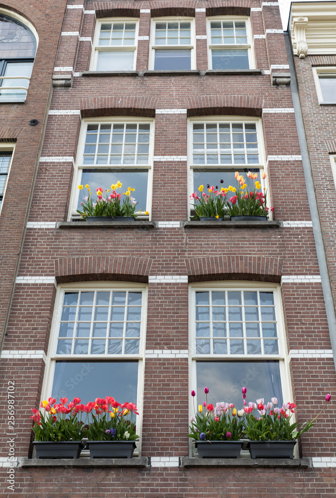 Colorful tulips in pots on the windows of a building in Amsterdam