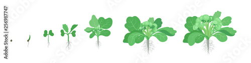 Crop stages of Broccoli cabbage. Growing broccoli plant. Harvest growth vegetable. Brassica oleracea. Vector flat Illustration.