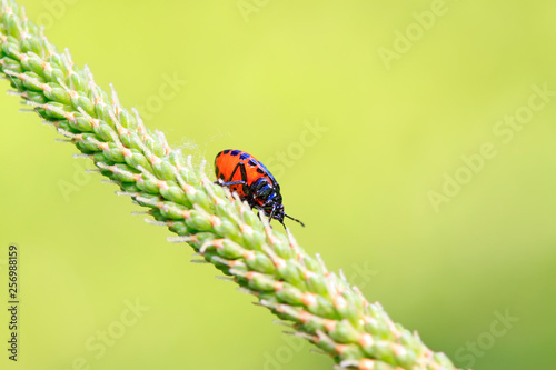 Zicrona caerulea on plant photo