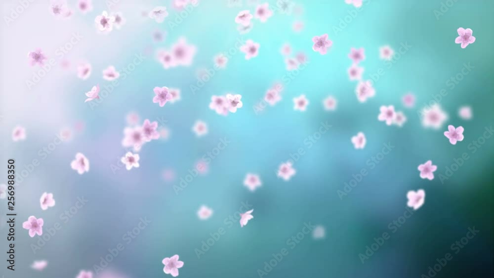 White petals of sakura falling on romantic blue abstract background. Looped 4K motion spring blossom graphic.