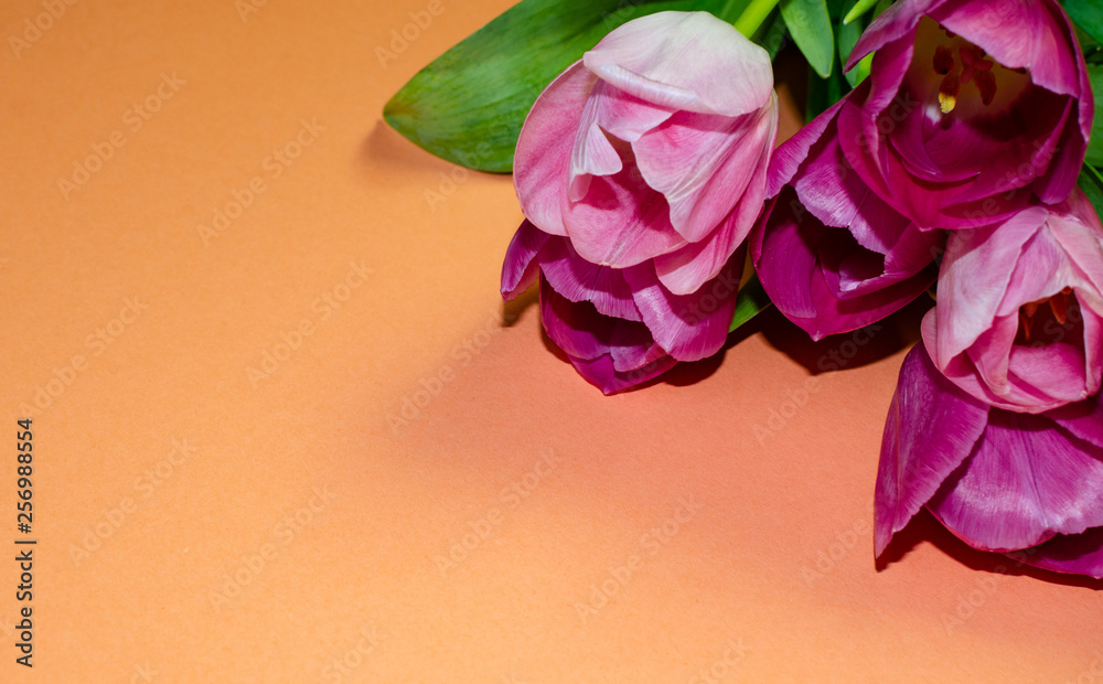 Fototapeta premium tulips, pink, isolated, tulip, white, background, flower, flowers, spring, bouquet, beautiful, holiday, green, beauty, plant, floral, blossom, composition, nature, summer, decoration, bright, celebrat