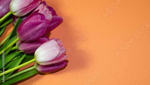 Fototapeta Naklejka Na Ścianę i Meble -  tulips, pink, isolated, tulip, white, background, flower, flowers, spring, bouquet, beautiful, holiday, green, beauty, plant, floral, blossom, composition, nature, summer, decoration, bright, celebrat