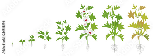 Crop stages of Okra. Growing okro plant. Harvest growth vegetable. Abelmoschus esculentus. Vector flat Illustration.