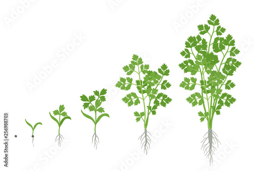 Crop stages of Parsley. Growing garden parsley plant. Harvest growth. Petroselinum crispum. Vector flat Illustration. photo