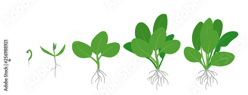 Crop stages of Spinach. Growing Spinach plant. Green leafy vegetable growth. Spinacia oleracea. Vector flat Illustration.