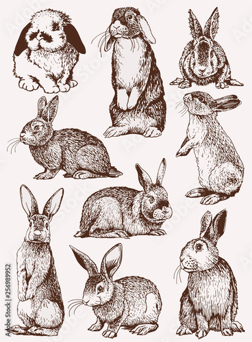 Graphical vintage set of bunnies ,vector retro illustration.