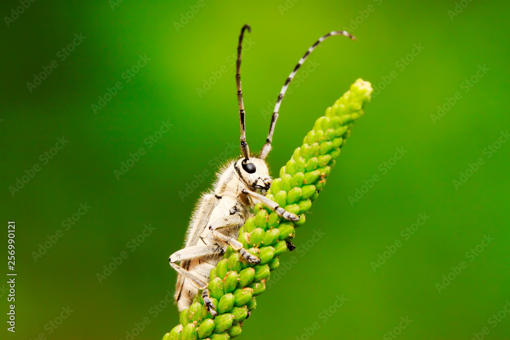 Fototapeta premium longicorn