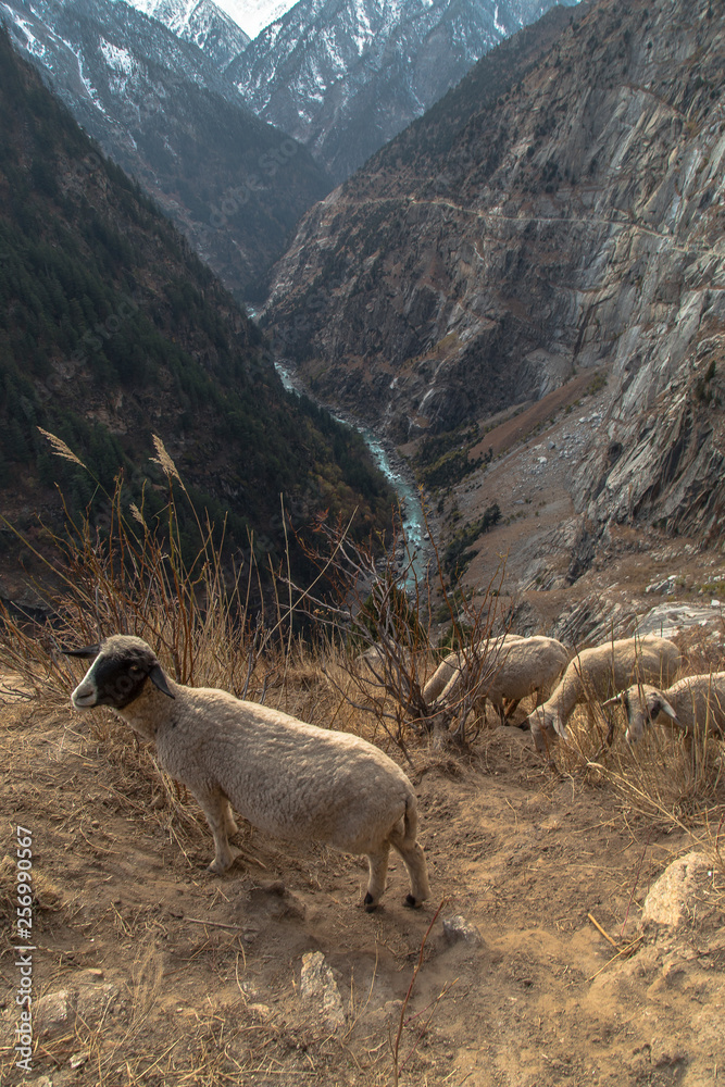 Wildlife photography in Ladakh