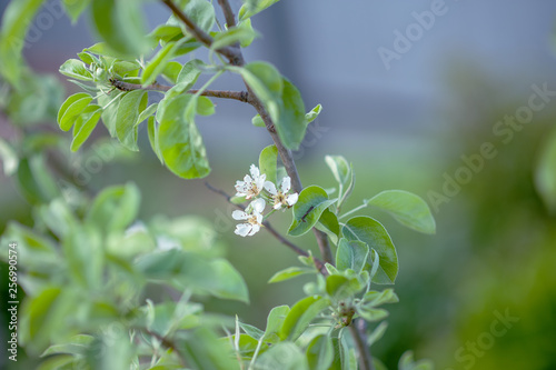 Blooming white flowers fruit tree: Apple, pear in the garden in early spring. Horizontal photography  © Юлия Васильева