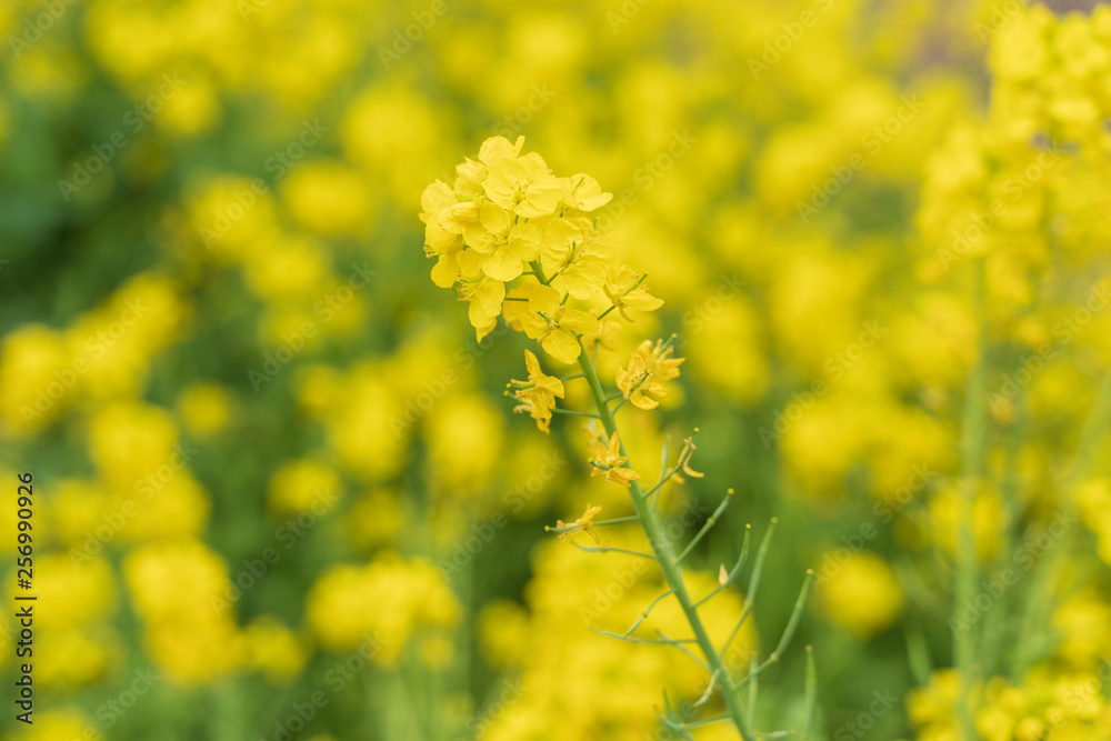 菜の花