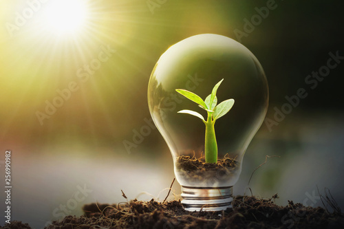 concept idea saving energy young plant and light bulb