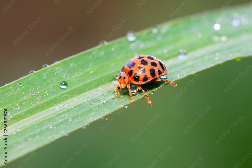 Epilachna vigintioctopunctata on plant Epilachna vigintioctopunctata on plant