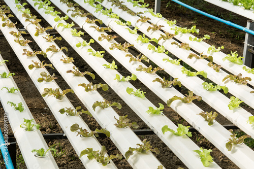 The hydroponics vegetable farm   Fresh young salad lettuce in Organic farm