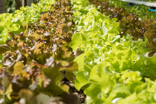 The hydroponics vegetable farm , Fresh salad lettuce in Organic farm