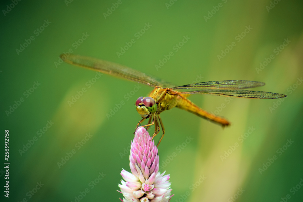 Close up detail of dragonfly. dragonfly image is wild with blur background Close up detail of dragonfly. dragonfly image is wild with blur background