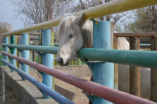 white horse at the zoo