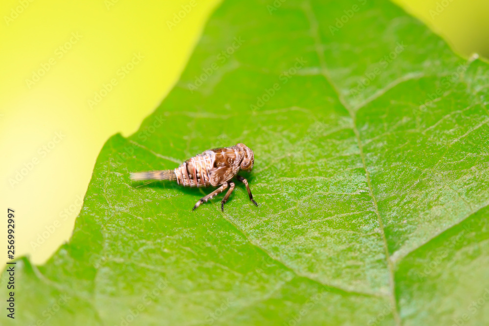 tiny insects on plant tiny insects on plant