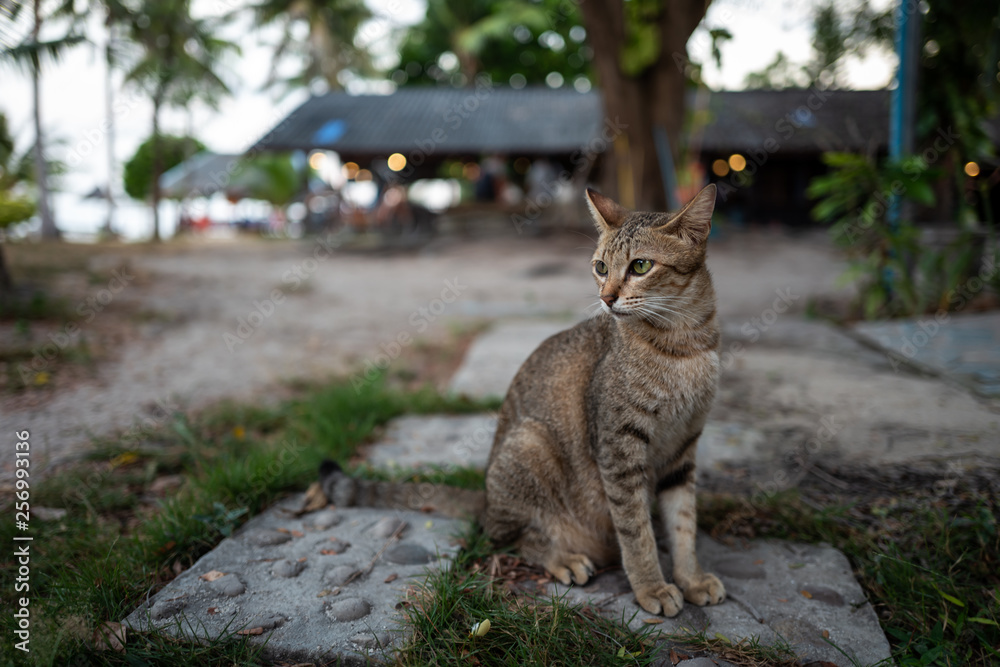 Naklejka premium A street cat in Koh Lipe, Thailand.