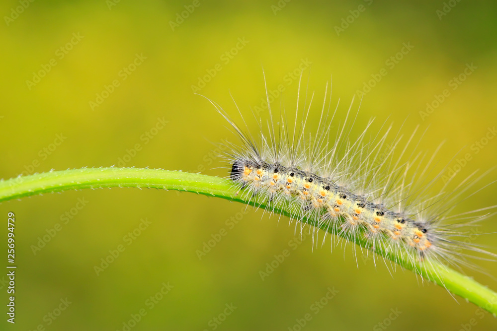 caterpillar on green leaf