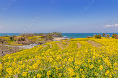 菜の花と青空と海　canola flower＆ blue sky＆sea　長崎鼻　大分県