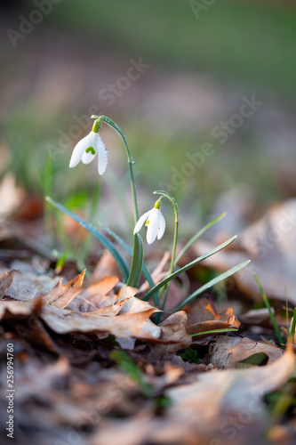 Spring flower snowdrop is the first flower in the end of winter and the beginning of spring. © gitusik