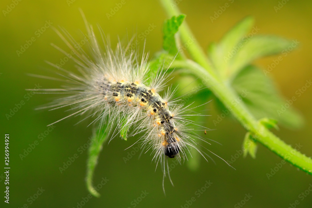 caterpillar on green leaf