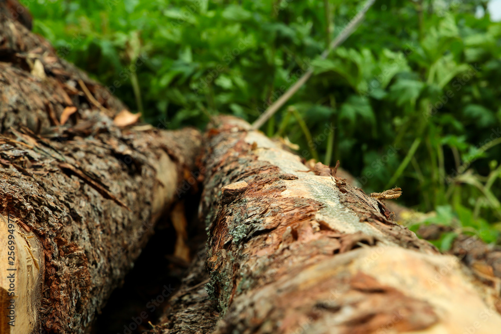 rustic background pine log close-up. Vegetable background hard uneven bark of pine trees of a tree vertical against a background of blurred grass rustic background pine log close-up. Vegetable background hard uneven bark of pine trees of a tree vertical against a background of blurred grass