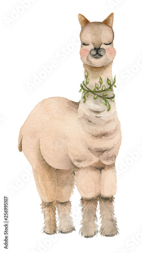 Cartoon watercolor lama portrait.