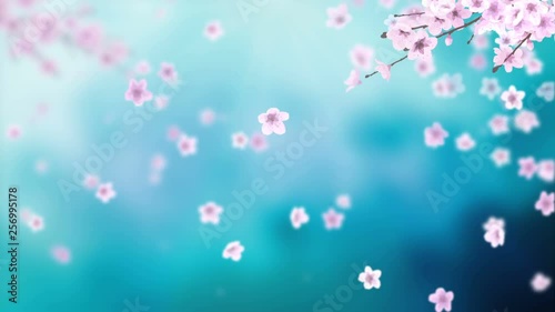 White petals of sakura falling on romantic blue abstract background. Looped 4K motion spring blossom graphic.