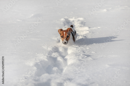 Fototapeta Naklejka Na Ścianę i Meble -  Small Jack Russell terrier running through deep snow, her face covered with ice crystals.