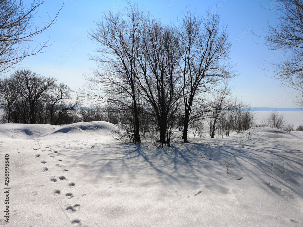 Winter Russian forest landscape with trees in early spring, melting snow Winter Russian forest landscape with trees in early spring, melting snow