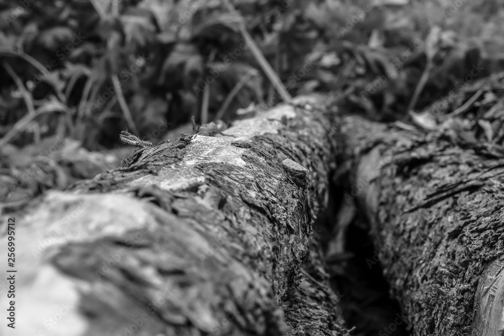 Fototapeta premium wooden trunk pine uneven hard bark tinted background base design website vertical focus in the center