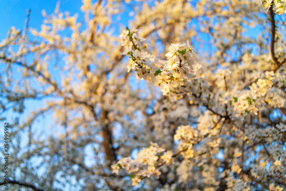 Vibrant blossom in the spring with many colorful flowers close up Vibrant blossom in the spring with many colorful flowers close up