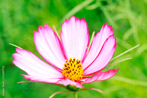 Cosmos bipinnatus flowers