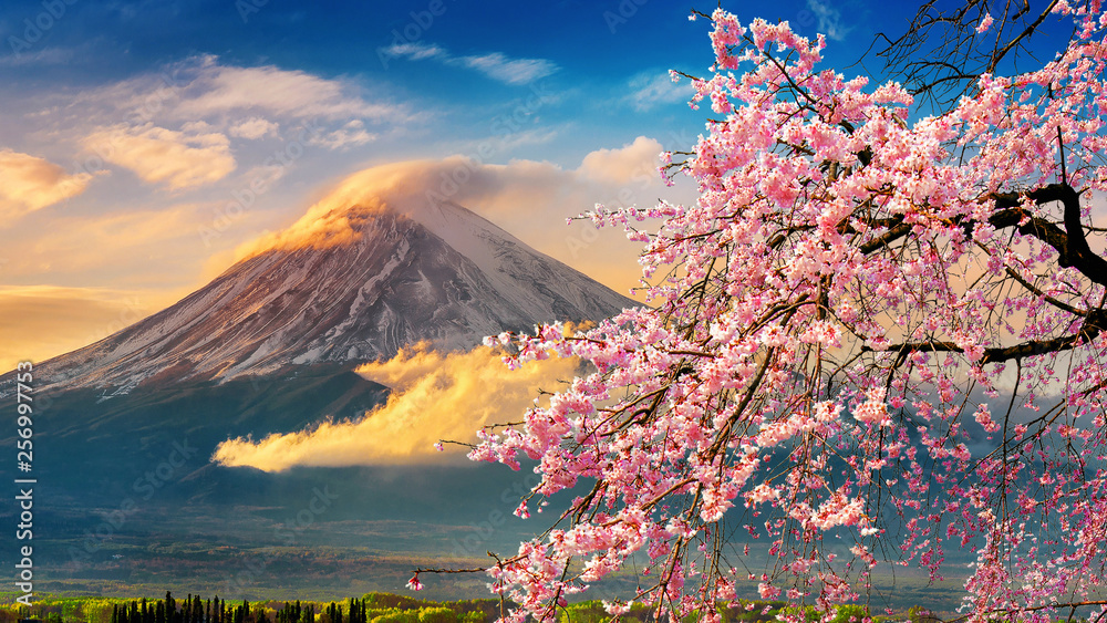 Fuji mountain and cherry blossoms in spring, Japan. - obrazy, fototapety, plakaty 