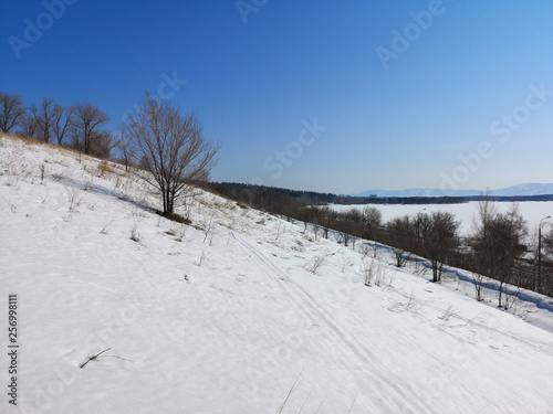 Winter Russian forest landscape with trees in early spring, melting snow © Vladimir